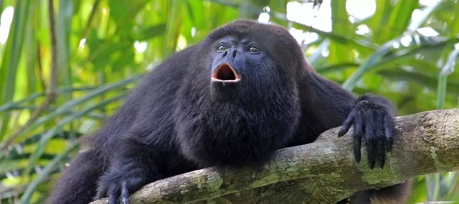 MONKEYING AROUND IN COSTA RICA