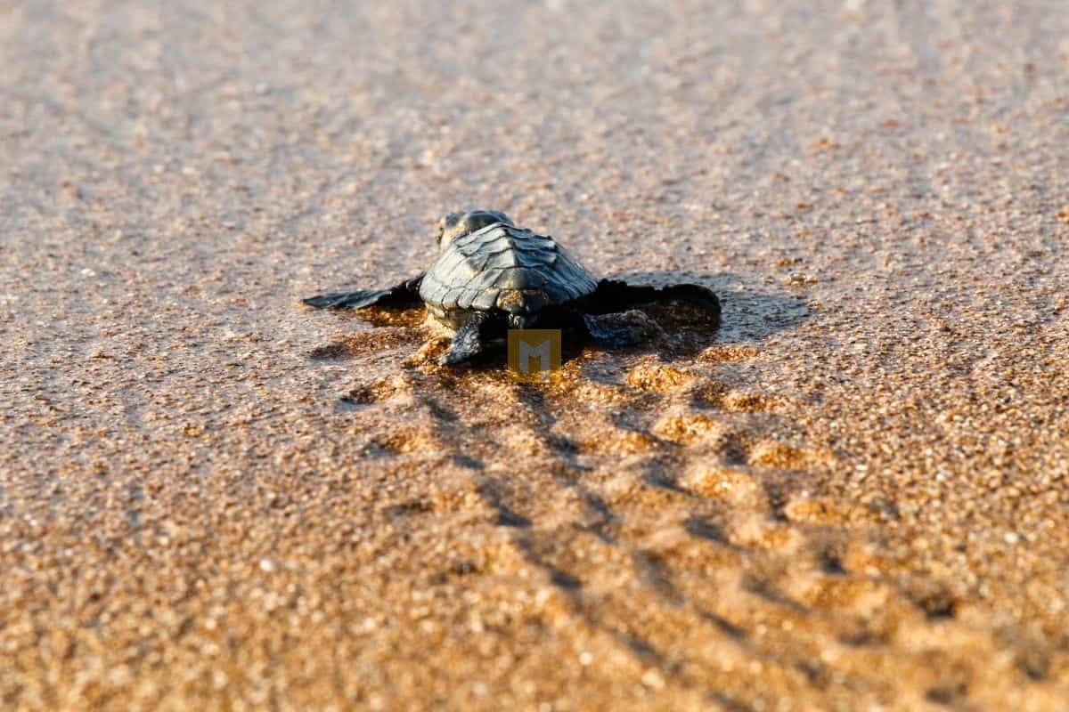BABY SEA TURTLE RELEASE IN MEXICO: A MEANINGFUL EXPERIENCE